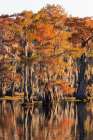 Bald cypress trees reflecting autumn colors in southern swamp, Caddo Lake, Texas. Art Print